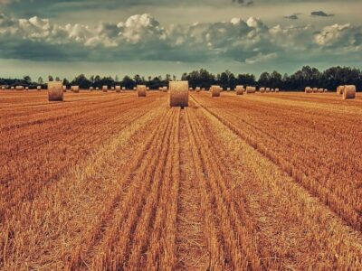 Foto Acht Marken ein Zuahus Feld